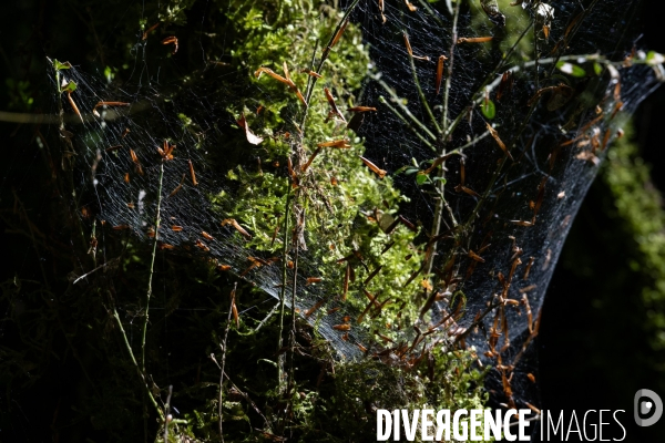 Bain de chlorophylle en foret de Saou