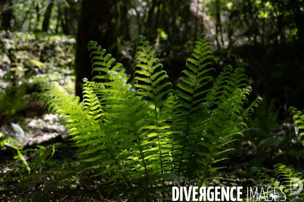 Bain de chlorophylle en foret de Saou