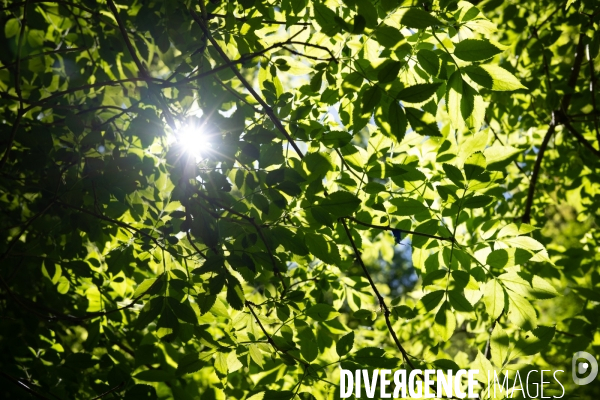 Bain de chlorophylle en foret de Saou
