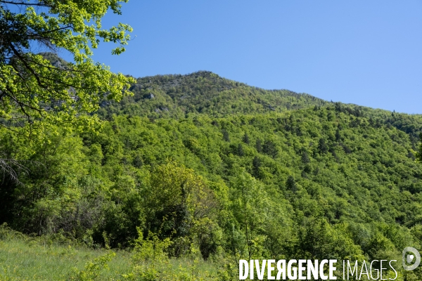 Bain de chlorophylle en foret de Saou