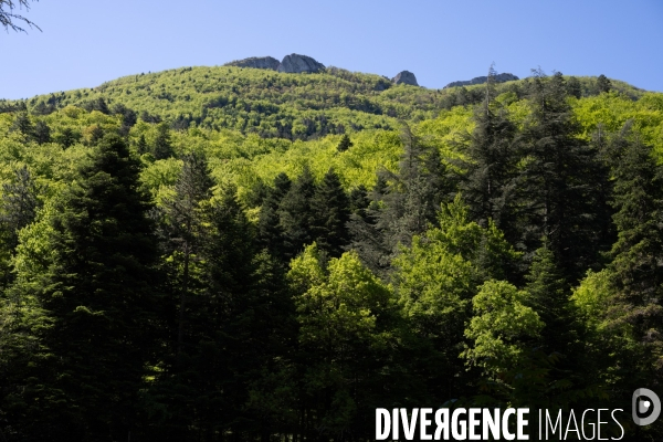 Bain de chlorophylle en foret de Saou