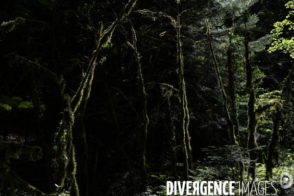 Bain de chlorophylle en foret de Saou