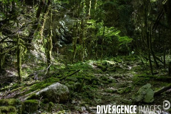 Bain de chlorophylle en foret de Saou
