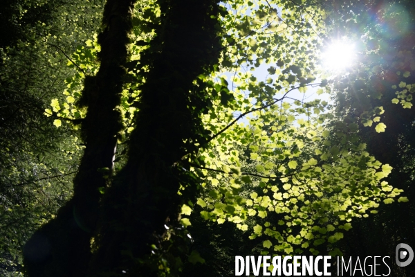 Bain de chlorophylle en foret de Saou