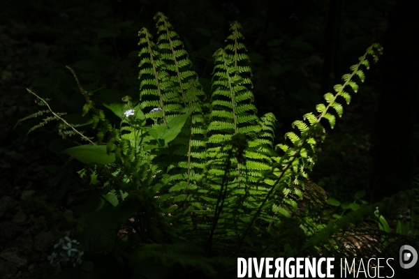 Bain de chlorophylle en foret de Saou