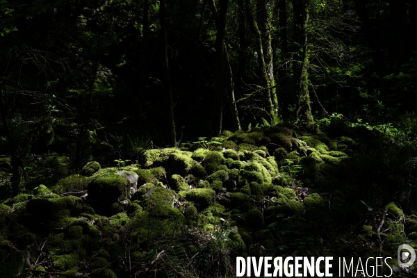 Bain de chlorophylle en foret de Saou
