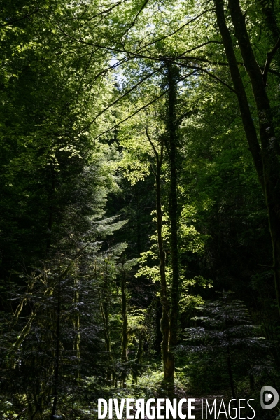 Bain de chlorophylle en foret de Saou