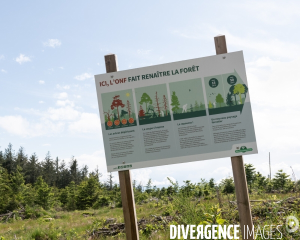 Sante des forets et rechauffement climatique