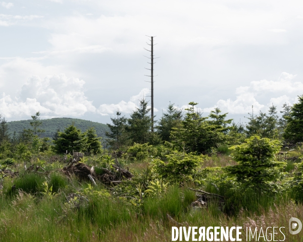 Sante des forets et rechauffement climatique