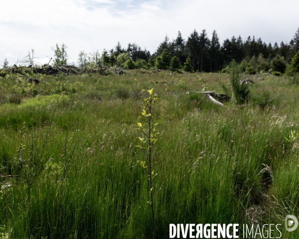 Sante des forets et rechauffement climatique