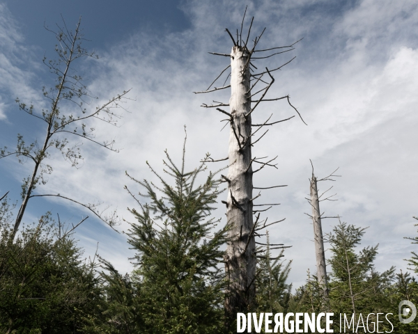 Sante des forets et rechauffement climatique