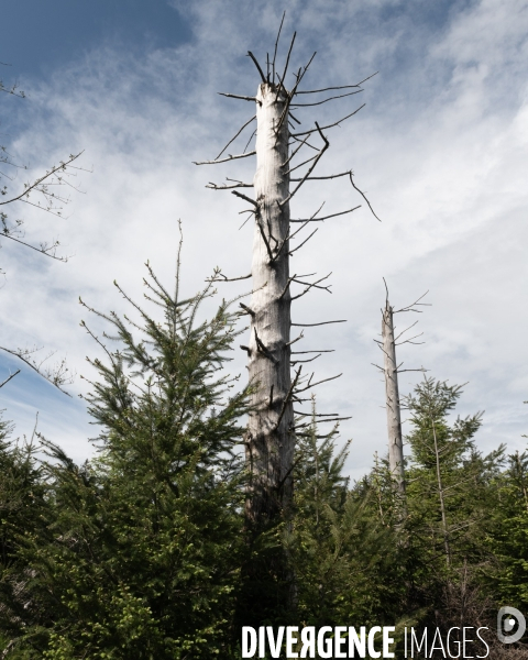 Sante des forets et rechauffement climatique