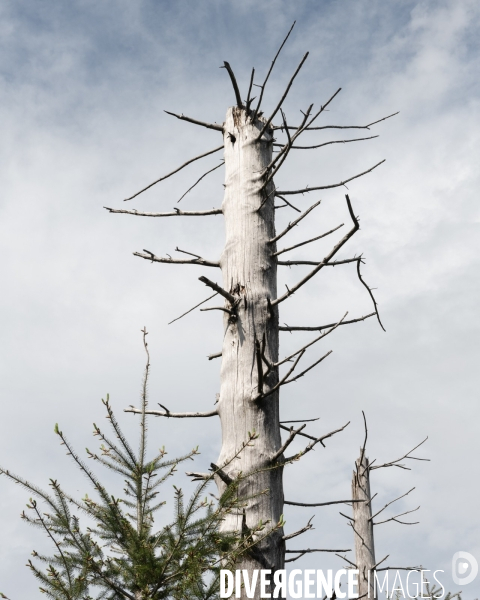 Sante des forets et rechauffement climatique