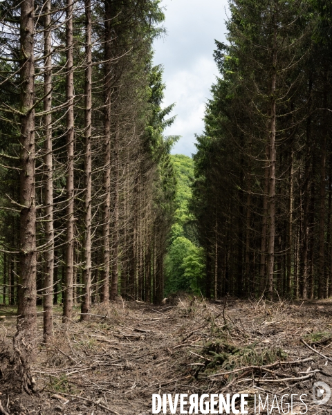 Sante des forets et rechauffement climatique