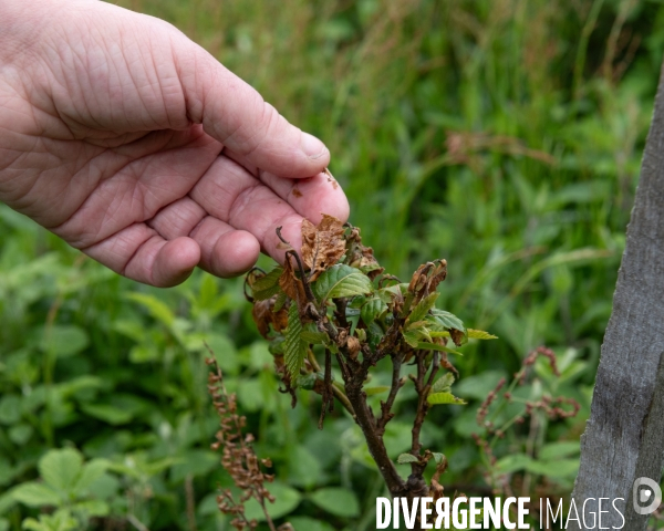 Sante des forets et rechauffement climatique