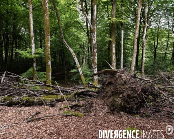 Sante des forets et rechauffement climatique