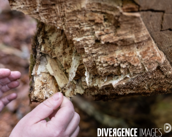 Sante des forets et rechauffement climatique