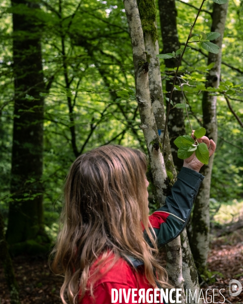 Sante des forets et rechauffement climatique