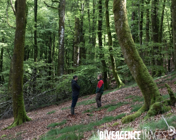 Sante des forets et rechauffement climatique