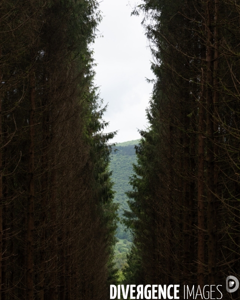 Sante des forets et rechauffement climatique