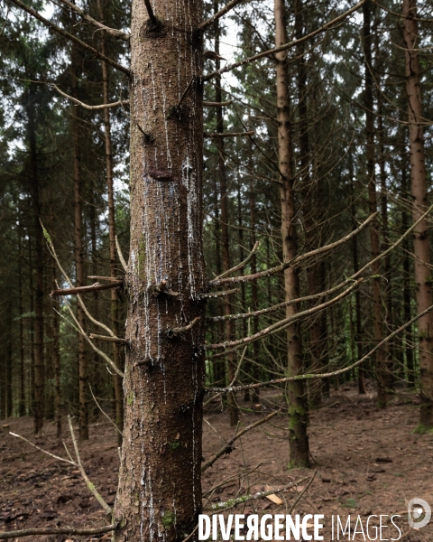 Sante des forets et rechauffement climatique