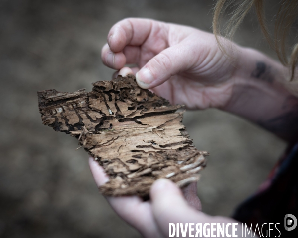 Sante des forets et rechauffement climatique