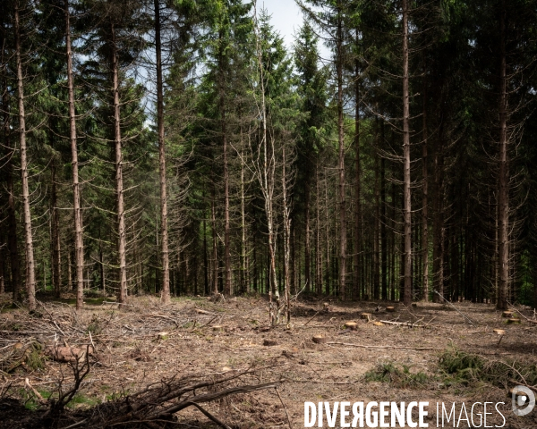 Sante des forets et rechauffement climatique