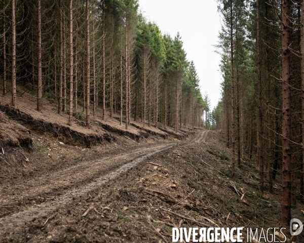 Sante des forets et rechauffement climatique