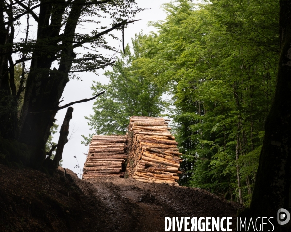 Sante des forets et rechauffement climatique