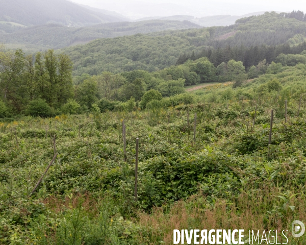 Sante des forets et rechauffement climatique
