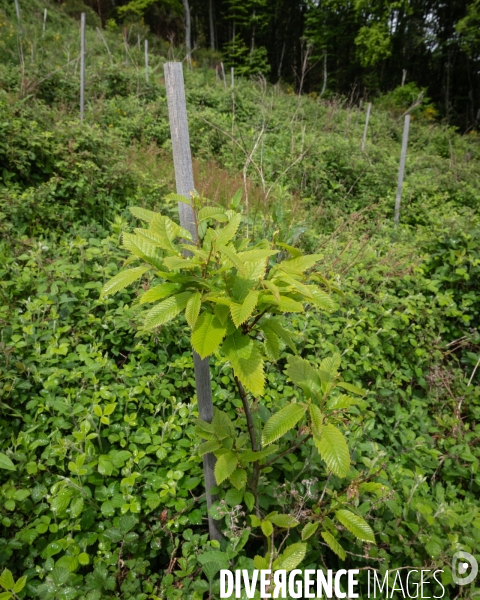 Sante des forets et rechauffement climatique