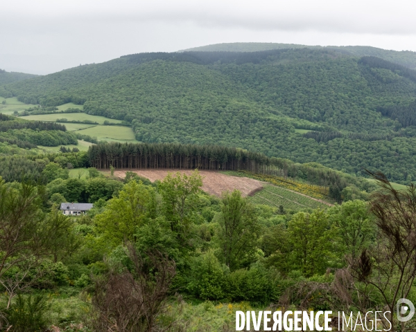 Sante des forets et rechauffement climatique
