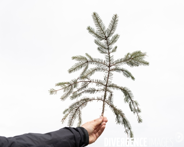 Sante des forets et rechauffement climatique