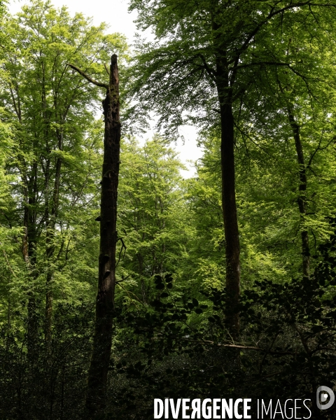 Sante des forets et rechauffement climatique