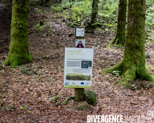 Sante des forets et rechauffement climatique