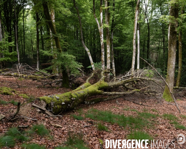 Sante des forets et rechauffement climatique