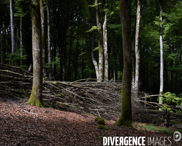Sante des forets et rechauffement climatique