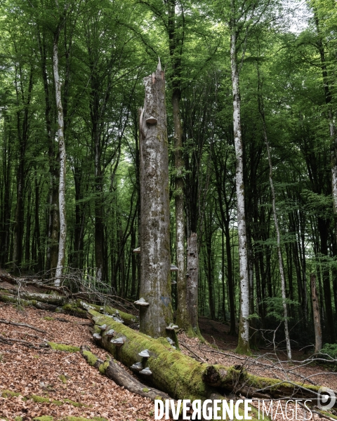 Sante des forets et rechauffement climatique