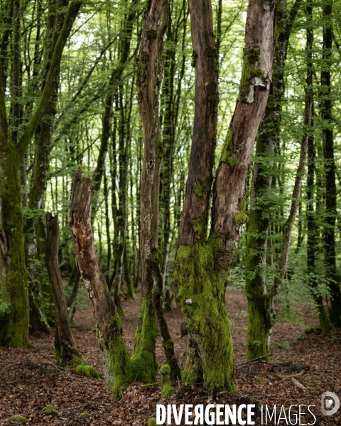Sante des forets et rechauffement climatique