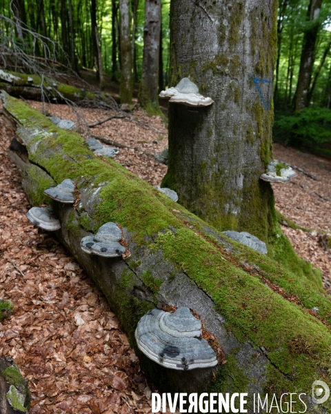 Sante des forets et rechauffement climatique