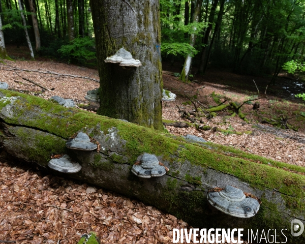 Sante des forets et rechauffement climatique