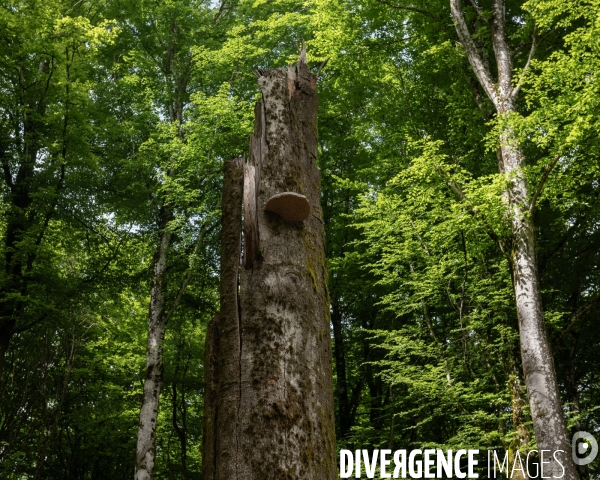 Sante des forets et rechauffement climatique