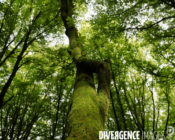 Sante des forets et rechauffement climatique