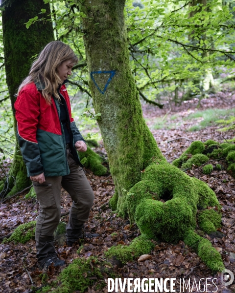 Sante des forets et rechauffement climatique