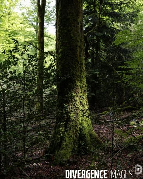 Sante des forets et rechauffement climatique