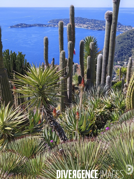 JARDIN EXOTIQUE de EZE - Illustrations 2024