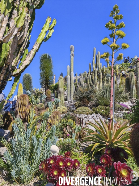 JARDIN EXOTIQUE de EZE - Illustrations 2024