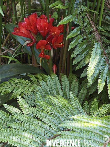 JARDIN EXOTIQUE de EZE - Illustrations 2024
