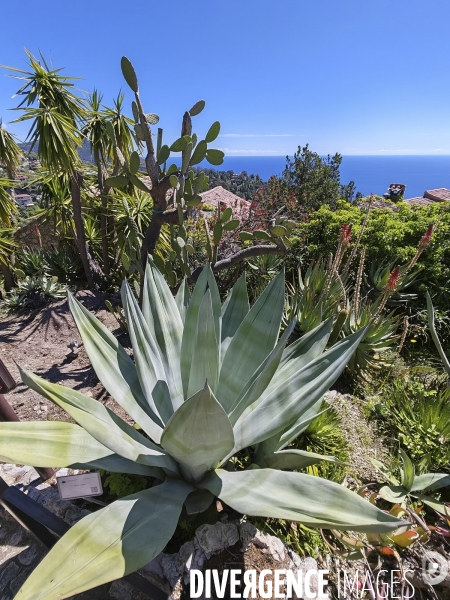 JARDIN EXOTIQUE de EZE - Illustrations 2024