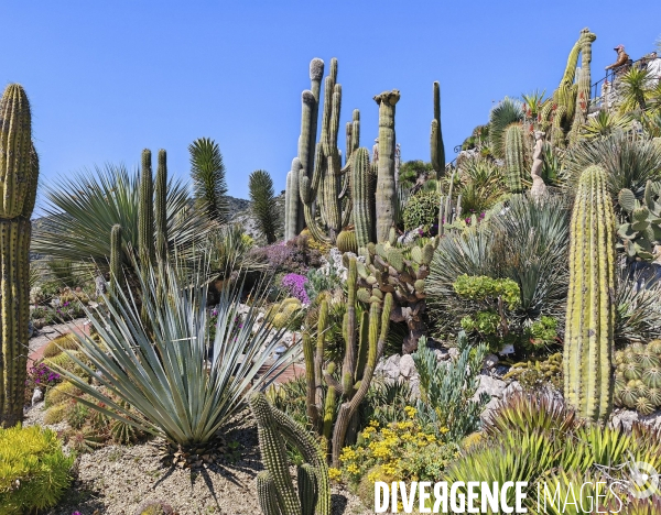 JARDIN EXOTIQUE de EZE - Illustrations 2024